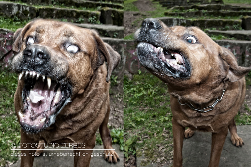 Hunde-Fotoshooting-Schnappfotos-Tierfotograf-Koeln