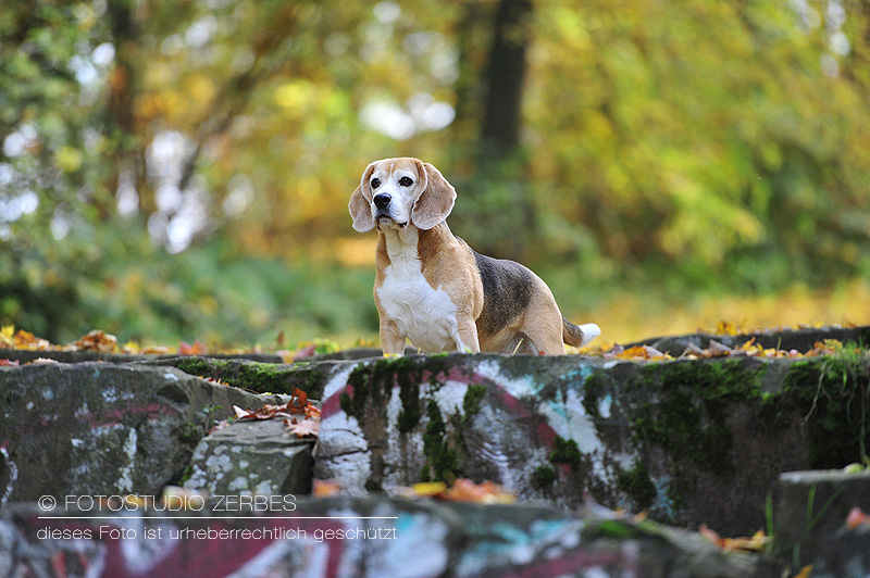 Hunde-Fotoshooting-Outdoor-Tierfotograf-Koeln