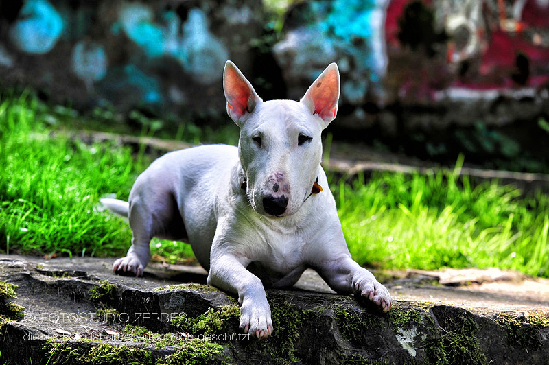 Hunde-Fotoshooting-Outdoor-Tierfotograf-Koeln