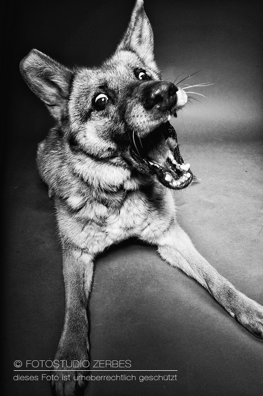 Hunde-Fotoshooting-Schnappfotos-Tierfotograf-Koeln