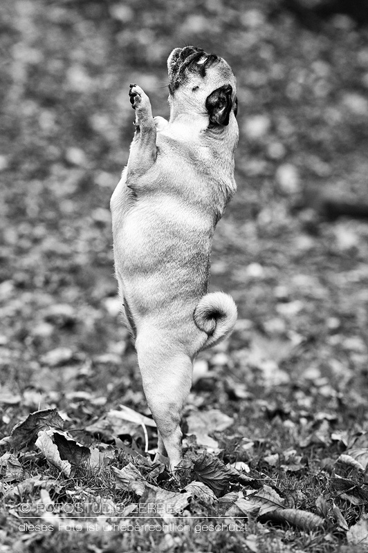 Hunde-Fotoshooting-Bewegungsaufnahmen-Tierfotograf-Koeln