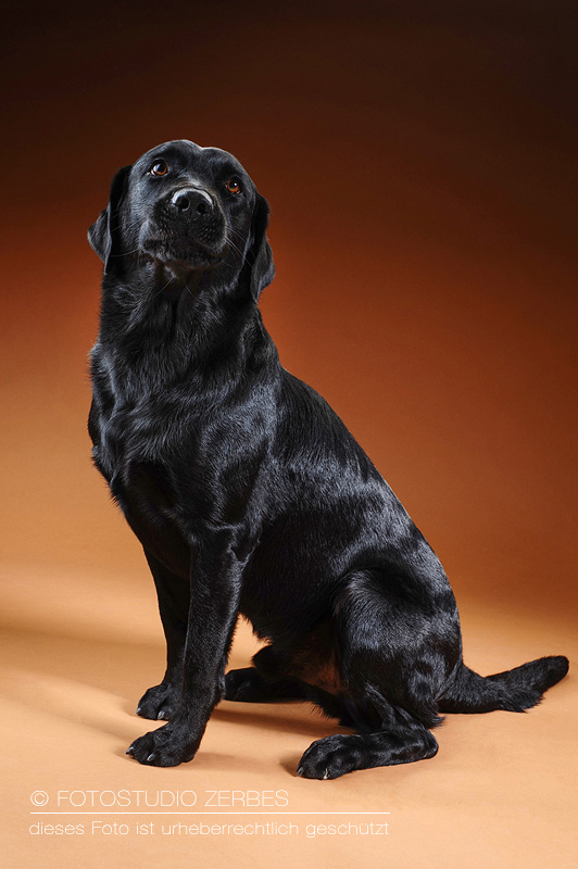 Hunde-Fotoshooting-Studiofotografie-Tierfotograf-Koeln