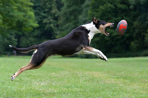 Hundefotoshooting - Tierfotografie Hunde Fotostudio Zerbes in Köln